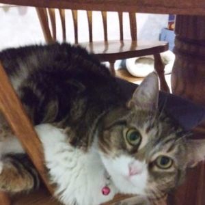 Meet your Posher, Ann